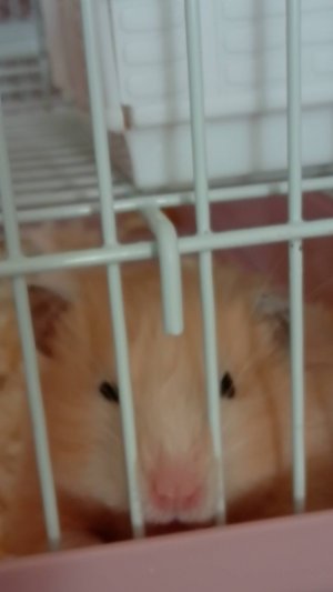 Что нужно для хомяка