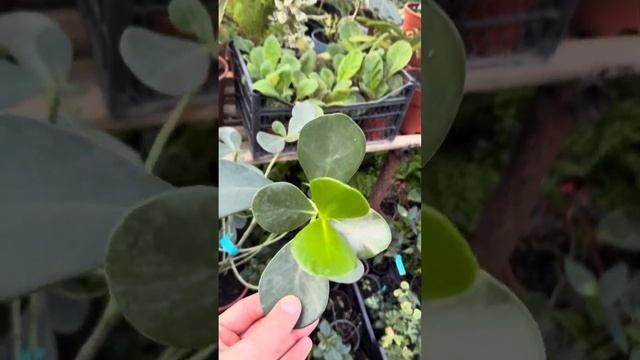 Снова в теплице экзотических растений в городе Махачкала смотреть онлайн