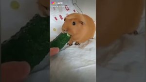 Смешные видео с морскими свинками!
