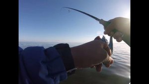 Хищная осень 2018...