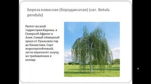 Виды берез