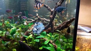 Аквариум куб на 110 литров и нано-кубик 5,5 .Одесса 2023.