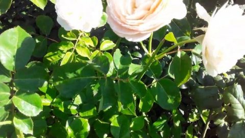 РОЗЫ : ЭНН ХЕНДЕРСОН, КЕНДЕЛ ЛАЙТ,ЛАВЕНДЕР ВАЗА В КОНЦЕ ИЮЛЯ!!???