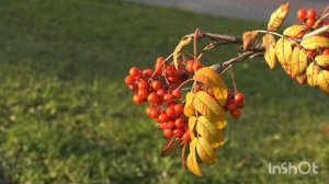 рябина алая, осень, октябрь