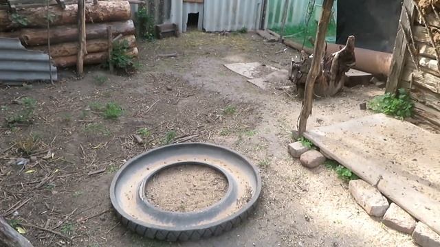 #95 ОШИБКИ содержания.Летнее содержание бройлеров Мастер Грей.