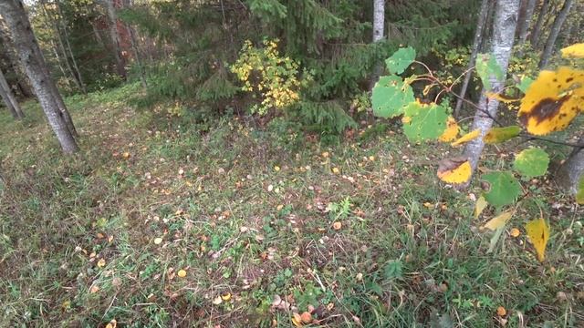 Прогулка в лес 26 сент 2023 1ч. смотреть онлайн