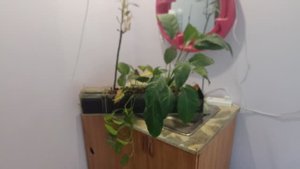Промываю фитофильтр.