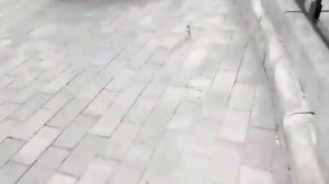 ЕГОР ДЕКСТЕР ПРОДОЛЖЕНИЕ ИЗ ТЕЛЕГРАММА! ПРО ЛЁХУ!