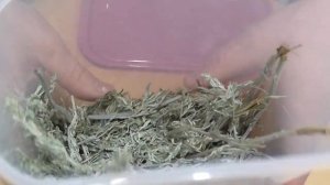 МОЛЬ ЛЕТИТ ПРОЧЬ, КОГДА ВИДИТ ЭТО РАСТЕНИЕ В ШКАФУ