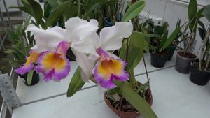 Cattleya Maggie Raphael semialba (dowiana x trianae semialba)