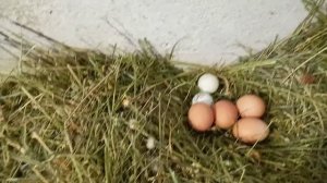 #Куры  #Тетра краткийобзор