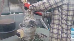 Ощип петуха "Брама" за 50 секунд