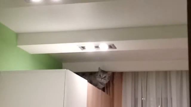 Мой кот залез на шкаф!!) смотреть онлайн