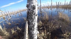 Охота на уток с МАНКОМ и махокрылом. Отличный результат. Duck hunting with MANK and flywing. 4K