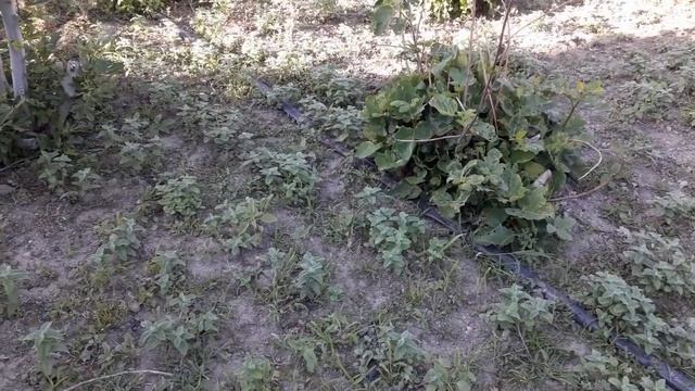 Инжир Пожирает Все... Полив инжира, удобрение инжира - в этом году не отвлекаюсь на это!