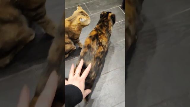 Нюшка собралась на прогулку. По морозу босиком к милому ходила. #cats