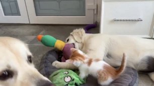 Котёнок играет совместно со щеночком и собачкой