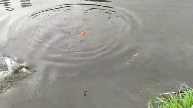 Белый Амур на бомбарду с червем, Красногорск смотреть онлайн