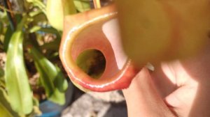 Carnivorous Nepenthes ventrata traps and eats a bee