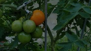 Томат Дей Хуанчи. Отлично хранится!