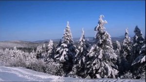 Огромный ВОЛК вытащил из огня своего Хозяина...