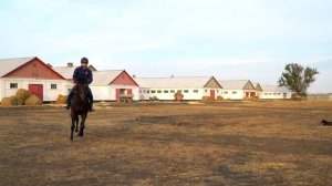 ЗУБНИК | Завод имени Первой конной армии | Лошади на продажу | Будённовская порода лошадей