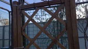 Шпалеры, опоры, сетка для роз и клематисов! Обзор сада на 1 апреля 2020