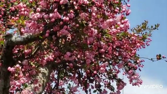 The Plum Blossom смотреть онлайн