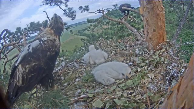 Солнечный орёл в Татарстане — птенцы знакомятся с живой добычей, от которой приходится защищаться! смотреть онлайн