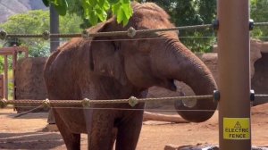 Honolulu Zoo | Waikiki, Hawaii | Virtual Tour | Bret Kilauea