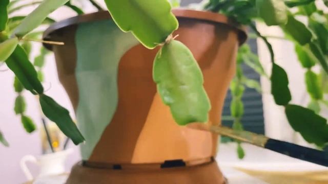 DIY / ИДЕЯ РОСПИСИ КАШПО смотреть онлайн