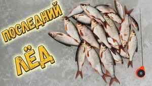 Безмотылка, плотва и безкивковая удочка последний лёд