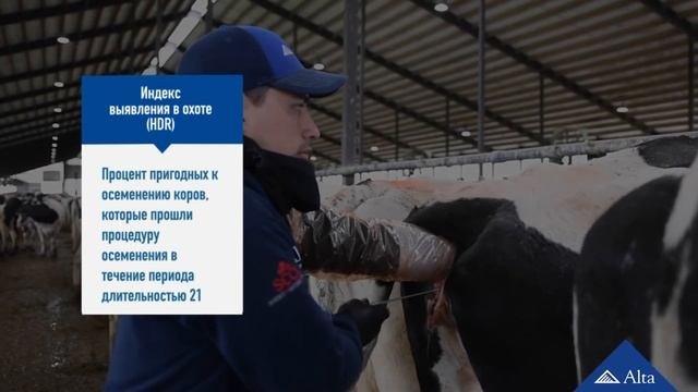 Обучающее видео по искусственному осеменению. Часть III