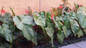 Dicas de plantas anturio - Anthurium andraeanum