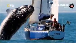 40 тонный кит напал на яхту на глазах у туристов Кит чуть не потопил яхту Nat Geo Wild