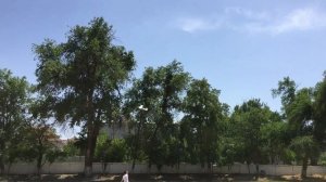 АН-2 - следующий полет кордовой модели с двигателем РАДУГА-10