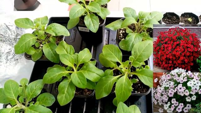 Петуния /14 дней - 21 день - 50 дней/ от посева смотреть онлайн