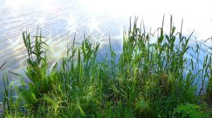 Три желания(лягушка)