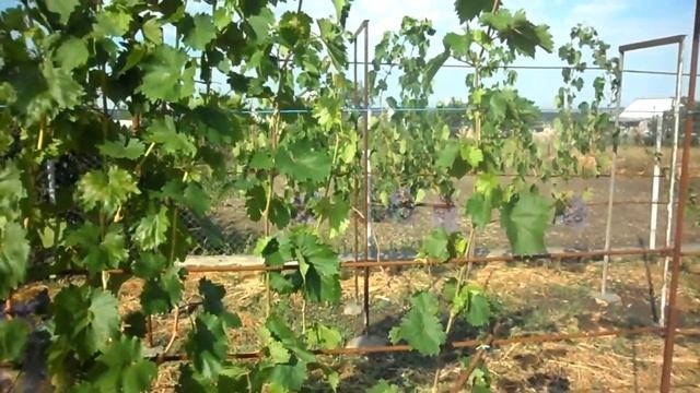 Виноград Красава и Цимус 2020 смотреть онлайн