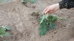 Формирование и подвязывание арбузов в теплице, при вертикальном выращивании.