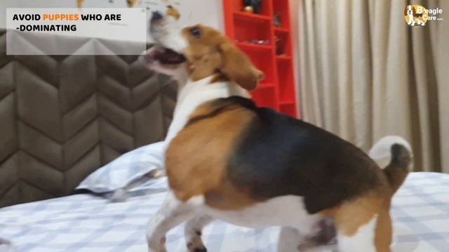 How to Select the Best Beagle Puppy from the Litter смотреть онлайн