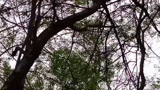 Прогулка по парку "Чистяковская роща".