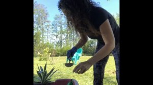 Separating my Agave Angustifolia Marginata Baby Plants