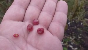 Свежая ягода на Новый год в Вашем саду! Лох Зонтичный (Elaeagnus Umbrellata). Дегустация 31 декабря