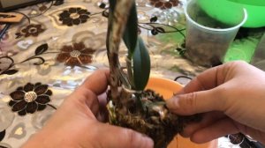 ? Пересадка Каттлеи ?