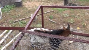 ПОБЕГ козлов и главное БОДАТЬСЯ