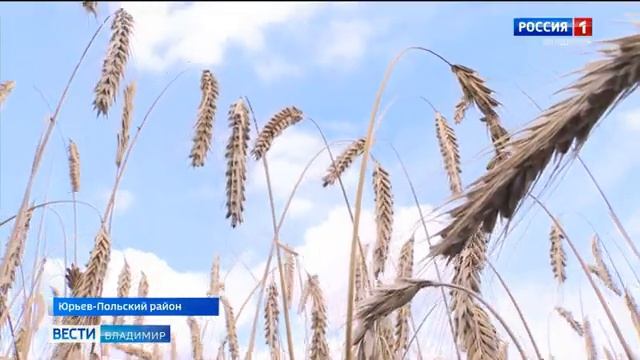 Владимирская область может стать столицей ягодных технологий смотреть онлайн