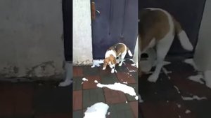 Боль в шее у собаки, характерная поза / dog neck pain