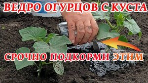 СУПЕР ПОДКОРМКА для ОГУРЦОВ и ПОМИДОРОВ!!! Огурцы и помидоры будут плодоносить непрерывно!!!