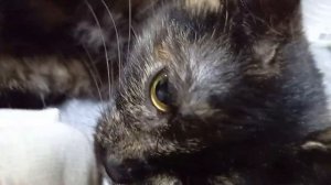 Шов на третий  день  после стерилизации